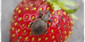 Beitragsbild des Blogbeitrags Schädlinge in Haus und Garten | Gartenbuch! 