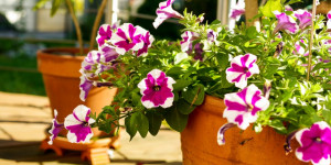 Beitragsbild des Blogbeitrags Topfgärtner – Der eigene Garten auf kleinem Raum von Veronika Schubert | Gartenbuch!