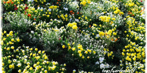 Beitragsbild des Blogbeitrags Ein Garten ist niemals fertig | Gartenbuch!