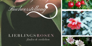Beitragsbild des Blogbeitrags Lieblingsrosen, finden und verlieben – Rosen für den Garten | Rosenbuch! 