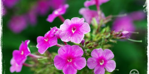 Beitragsbild des Blogbeitrags Traumhafte Landgärten durch die Jahreszeiten | Gartenbuch!