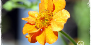 Beitragsbild des Blogbeitrags Praxisbuch Kreative Naturfotografie – Naturmotive fotografieren | Buchrezension!