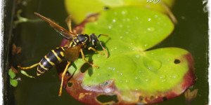 Beitragsbild des Blogbeitrags Das Gartenfotobuch! Fotografieren im Garten!