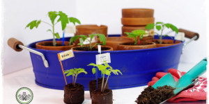 Beitragsbild des Blogbeitrags Anzuchtkasten – GrowBox selber bauen | mit Licht | Anleitung!