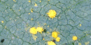 Beitragsbild des Blogbeitrags Rostpilze an meinen Brombeeren (Brombeerrost) | gelbe Punkte!