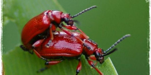Beitragsbild des Blogbeitrags Lilienhähnchen bekämpfen | rote Käfer an Schnittlauch und Lilien! 