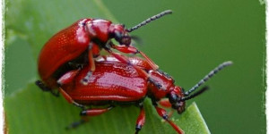 Beitragsbild des Blogbeitrags Lilienhähnchen bekämpfen | rote Käfer an Schnittlauch und Lilien!