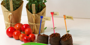 Beitragsbild des Blogbeitrags Tomaten säen und aufziehen: Zeitpunkt | Jetzt noch aussäen?!