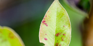 Beitragsbild des Blogbeitrags Birnbaum: rote Punkte auf Blättern und Blüten | Birnenpockenmilbe!