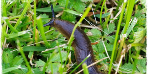 Beitragsbild des Blogbeitrags Schnecken im Garten was tun? | Schnecken zerschneiden! 