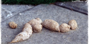 Beitragsbild des Blogbeitrags Was tun gegen Katzenkot im Garten – Mittel und Tipps!