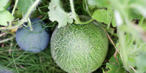 Beitragsbild des Blogbeitrags Melonen anbauen im Garten | Melonen ernten | vorziehen! 