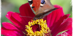 Beitragsbild des Blogbeitrags Sommerblumen säen: 11 Blumensamen aussäen | Zeitpunkt Jänner – April!