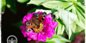 Beitragsbild des Blogbeitrags Schmetterlingsgarten anlegen | Tipps für Pflanzen! 