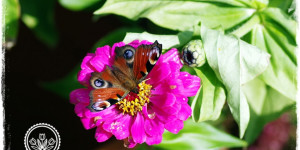 Beitragsbild des Blogbeitrags Schmetterlingsgarten anlegen | Tipps für Pflanzen!