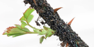 Beitragsbild des Blogbeitrags Schwarze und grüne Blattläuse bekämpfen im Garten | Hausmittel, Chemie, Pflanzenstärkungsmittel – 6 Tipps!