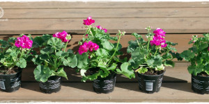 Beitragsbild des Blogbeitrags Balkonkästen bepflanzen Beispiele | Balkonblumen für pralle Sonne | Seramis Outdoor-Pflanzgranulat | Kooperation! 