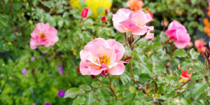 Beitragsbild des Blogbeitrags 9 robuste dauerblühende Rosen | öfterblühende Rosensorten! 
