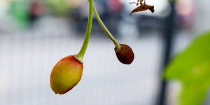 Beitragsbild des Blogbeitrags Kirschen fallen vorzeitig ab: Röteln oder Junifall beim Kirschbaum 