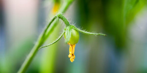 Beitragsbild des Blogbeitrags Tomatenblüten fallen ab: Tomaten bestäuben im Gewächshaus