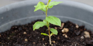 Beitragsbild des Blogbeitrags Obstbäume aus Kernen selber ziehen: Anleitung, Tipps