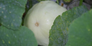 Beitragsbild des Blogbeitrags Wann ist ein Kürbis reif? Butternuss, Hokkaido und Patisson-Kürbis ernten