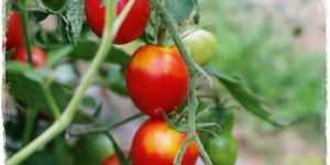 Beitragsbild des Blogbeitrags Tomatensamen gewinnen und trocknen, eine Anleitung