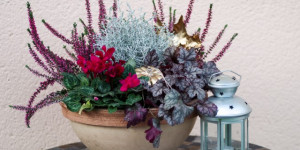 Beitragsbild des Blogbeitrags Herbstschale bepflanzen mit Heide und Silberdraht für Garten und Friedhof