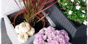 Beitragsbild des Blogbeitrags Herbstpflanzen für Kübel und Balkon sowie Baby Boos als Deko, Kooperation 