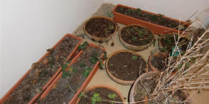 Beitragsbild des Blogbeitrags Erdbeeren in Töpfen überwintern? Ab damit in den Keller?