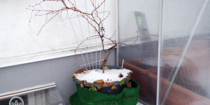 Beitragsbild des Blogbeitrags Kübelpflanzen überwintern: Schutz und Pflege in der kalten Jahreszeit 