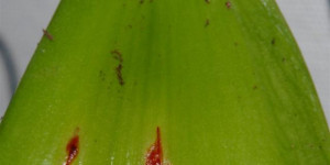 Beitragsbild des Blogbeitrags Roter Brenner oder doch Milben am Ritterstern: Amaryllis hat rote Flecken 
