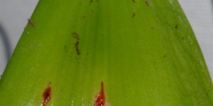 Beitragsbild des Blogbeitrags Roter Brenner oder doch Milben am Ritterstern: Amaryllis hat rote Flecken