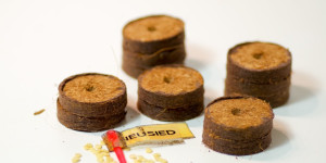 Beitragsbild des Blogbeitrags Paprika aussäen, Chili Aussaat: wann? Anleitung, Anzucht, Zeitpunkt