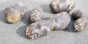 Beitragsbild des Blogbeitrags Blaue, lila Kartoffeln anbauen: Vitelotte, blaue französische Trüffelkartoffel 