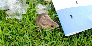 Beitragsbild des Blogbeitrags Mäuse vertreiben und bekämpfen im Garten oder Haus mit Hausmittel, Geruch, Gift 