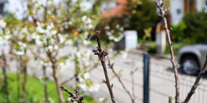 Beitragsbild des Blogbeitrags Kirschbaum bzw. Apfelbaum treibt nicht aus