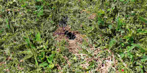 Beitragsbild des Blogbeitrags Löcher im Rasen: Maulwurfsgrille bekämpfen, Feldgrille im Garten