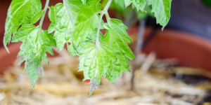 Beitragsbild des Blogbeitrags Tomatenblätter bekommen lila Flecken: Phosphormangel wegen Kälte 