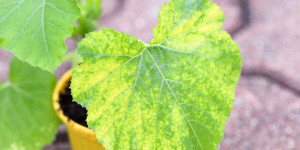 Beitragsbild des Blogbeitrags Mosaikvirus an Gurke, Zucchini und Kürbis: gelbe Flecken und Punkte