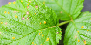 Beitragsbild des Blogbeitrags Himbeerrost: orange Punkte auf Himbeerblättern