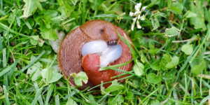 Beitragsbild des Blogbeitrags Erfahrung mit SchneckeX: Was hilft wirklich gegen Schnecken im Garten? 