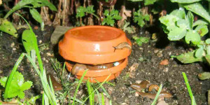 Beitragsbild des Blogbeitrags Schneckenfalle selber bauen für Schneckenkorn