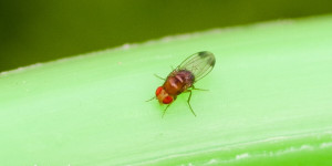 Beitragsbild des Blogbeitrags Kirschessigfliege bekämpfen: rote Fliegen an Brombeeren, Essiggestank 