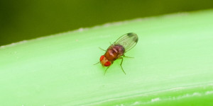 Beitragsbild des Blogbeitrags Kirschessigfliege bekämpfen: rote Fliegen an Brombeeren, Essiggestank