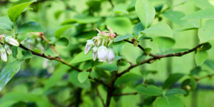 Beitragsbild des Blogbeitrags Heidelbeere blüht nicht, trägt keine Früchte: Moorbeet anlegen