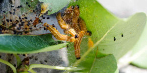 Beitragsbild des Blogbeitrags Birnengespinstblattwespe: Gespinste im Birnbaum, gelbe Raupen 