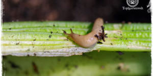 Beitragsbild des Blogbeitrags Wo wohnen Schnecken: Schneckenverstecke im Gemüsegarten