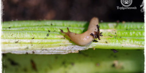 Beitragsbild des Blogbeitrags Wo wohnen Schnecken: Schneckenverstecke im Gemüsegarten 