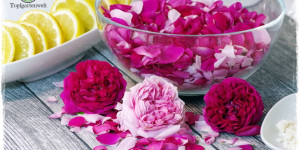 Beitragsbild des Blogbeitrags Rosenblütensirup aus Duftrosen selber herstellen 